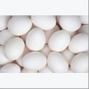 White Eggs For Sale..